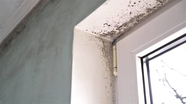 Trusted Columbiana, OH Mold Removal Experts