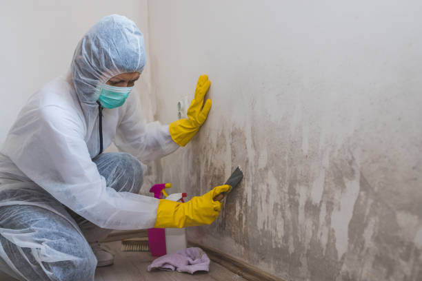 Best Mold Removal Process  in Columbiana, OH