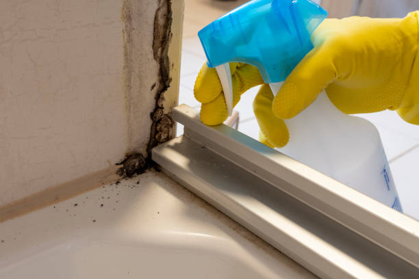 Best Emergency Mold Removal  in Columbiana, OH