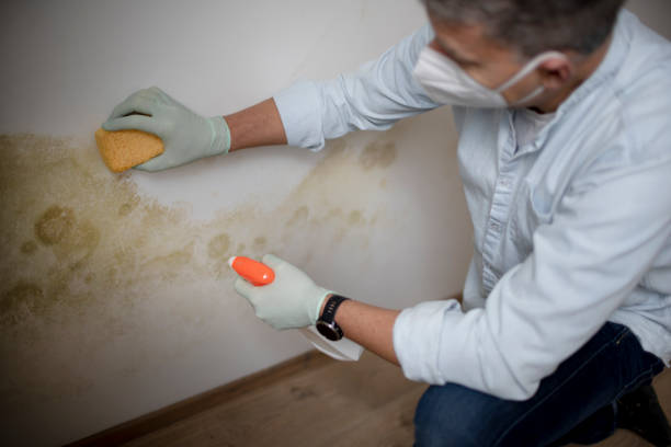 Best Fast Mold Removal  in Columbiana, OH