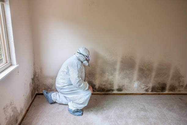 Best Toxic Mold Removal  in Columbiana, OH