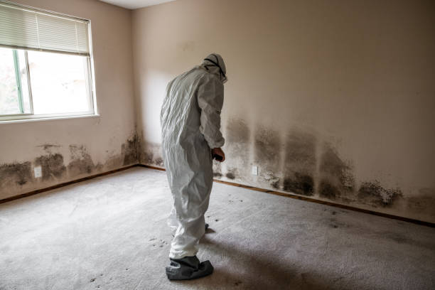 Best Attic Mold Removal  in Columbiana, OH