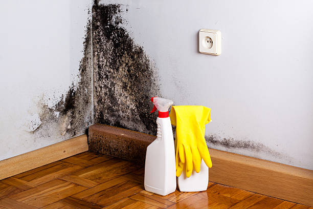 Mold Removal and Inspection in Columbiana, OH