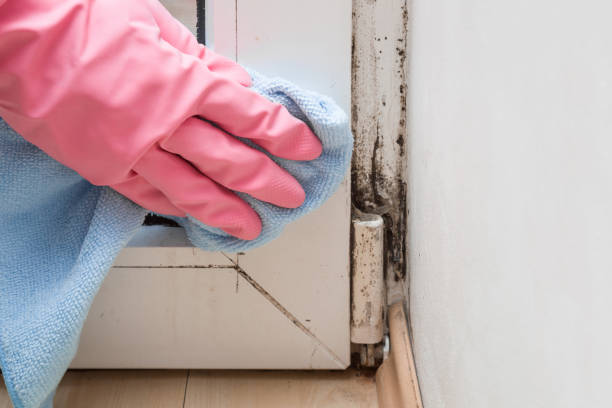 Best Attic Mold Removal  in Columbiana, OH